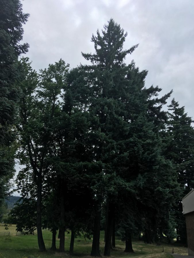 Trees+in+Oregon